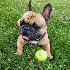Balou